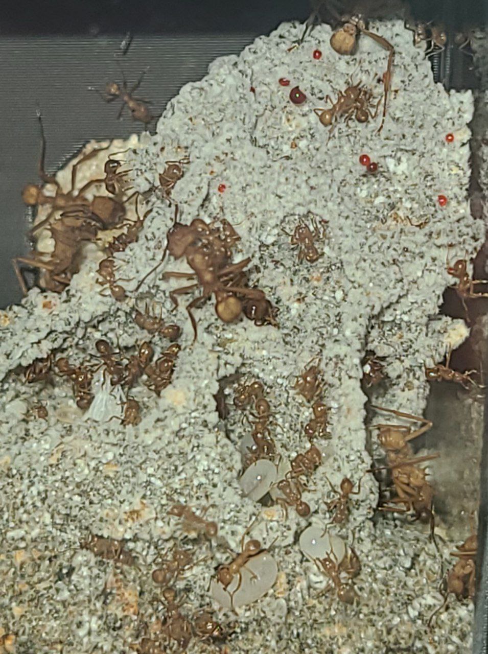 Acromyrmex octospinosus