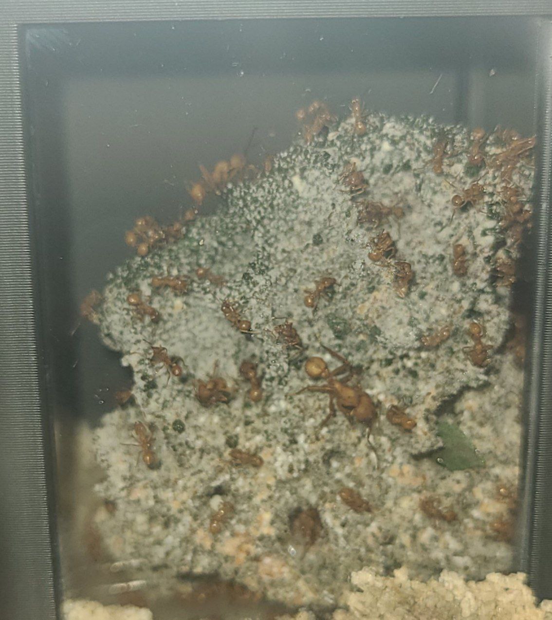 Acromyrmex octospinosus