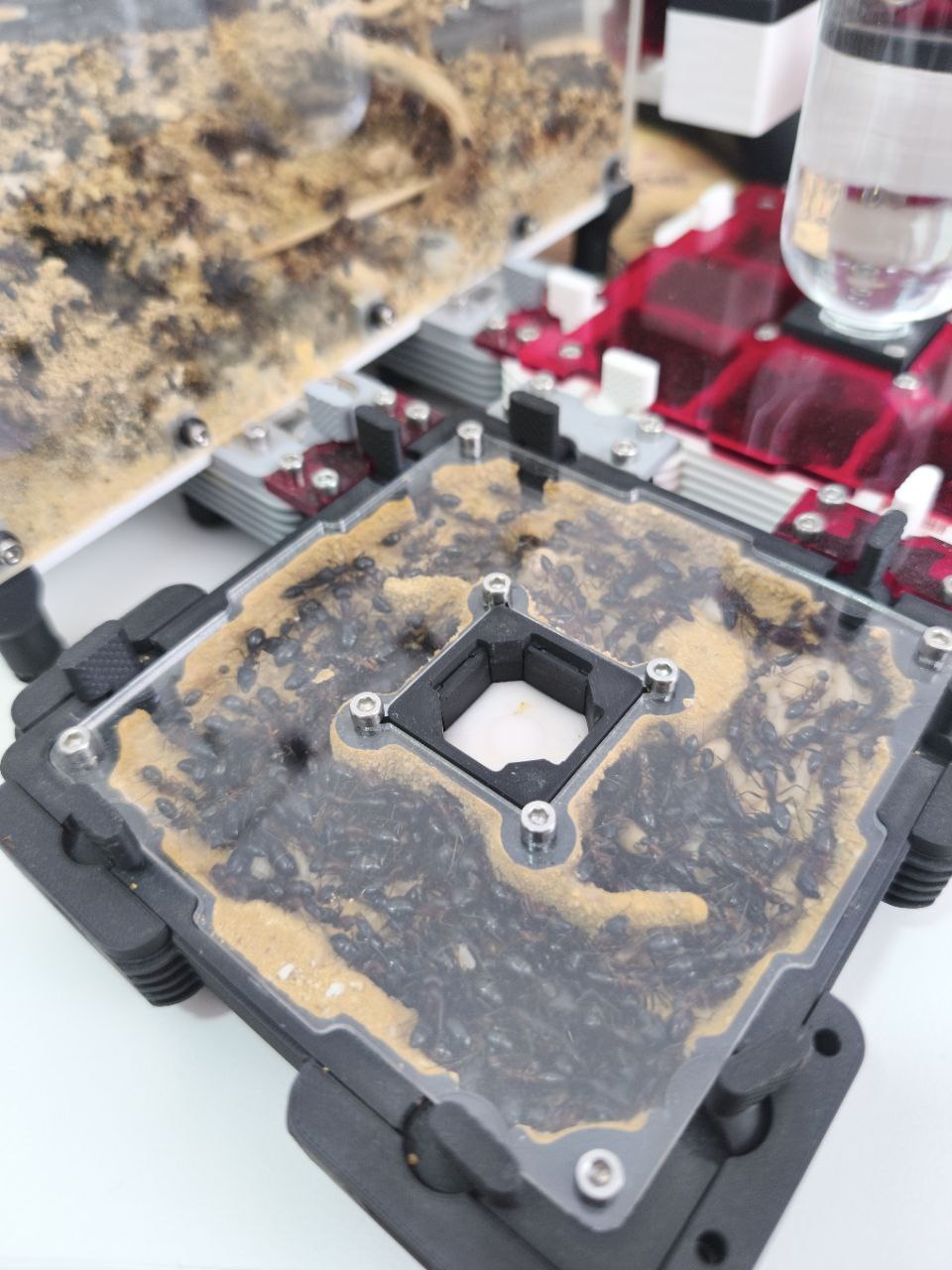 Camponotus barbaricus