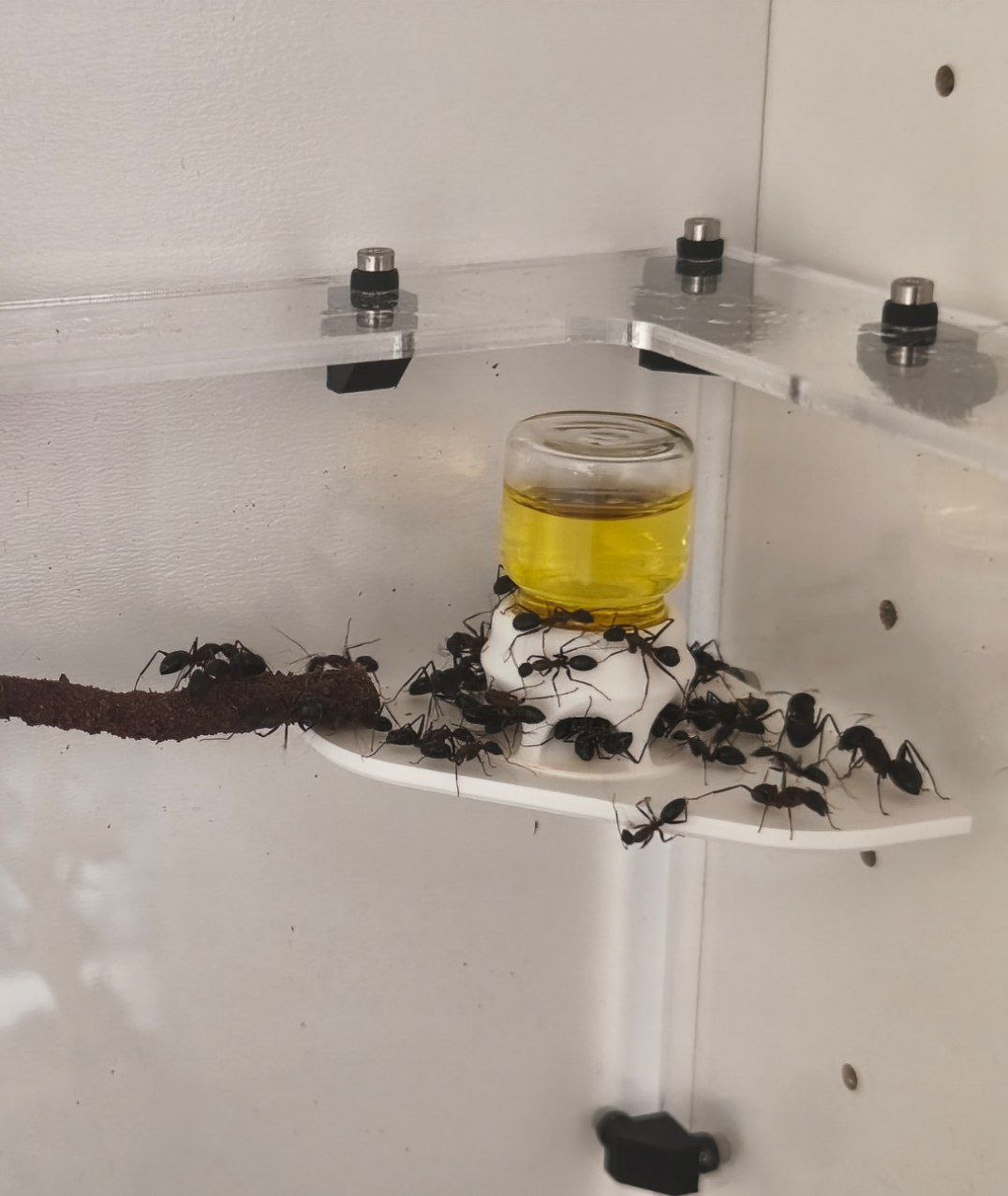 Camponotus barbaricus