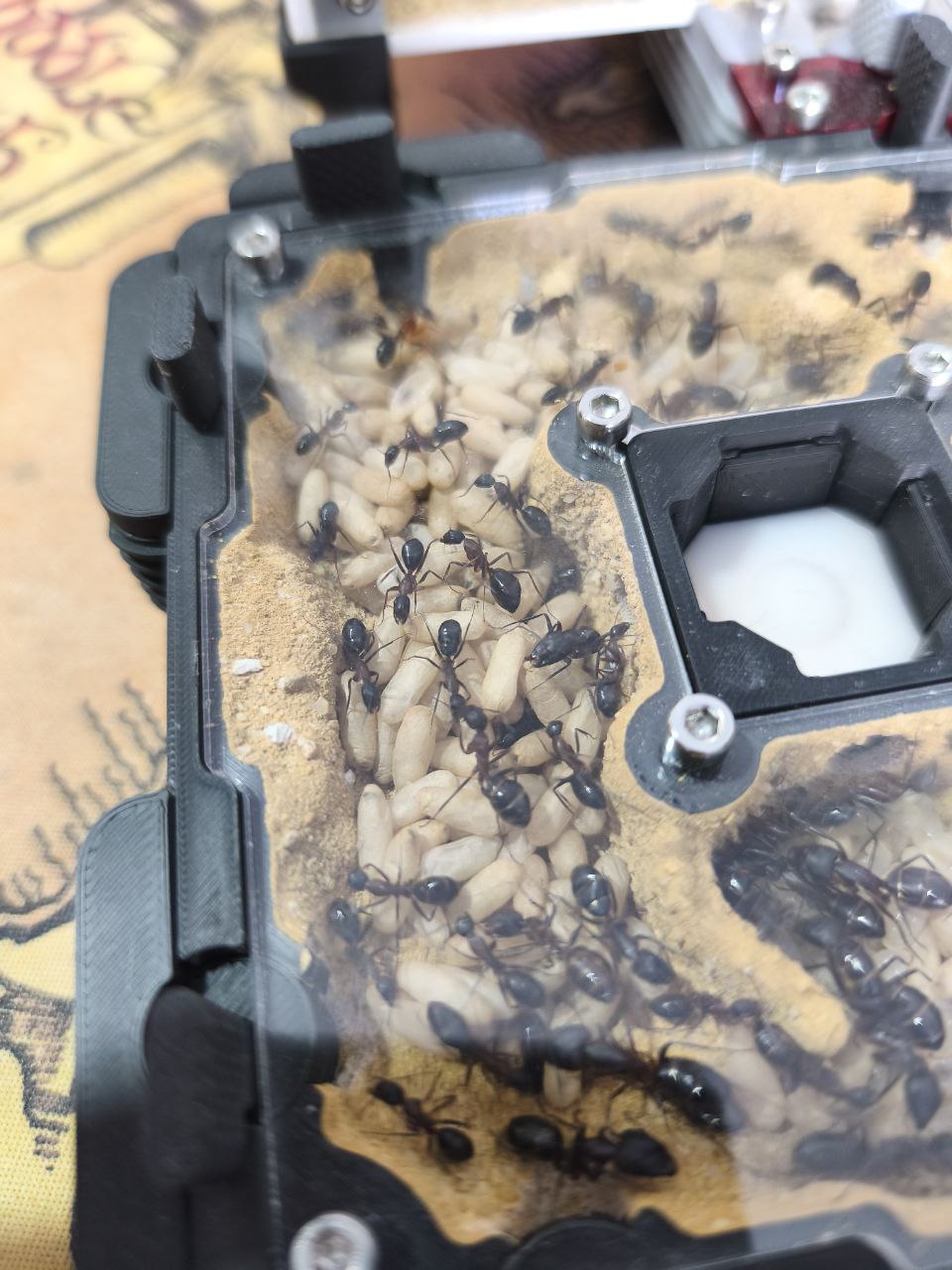 Camponotus barbaricus