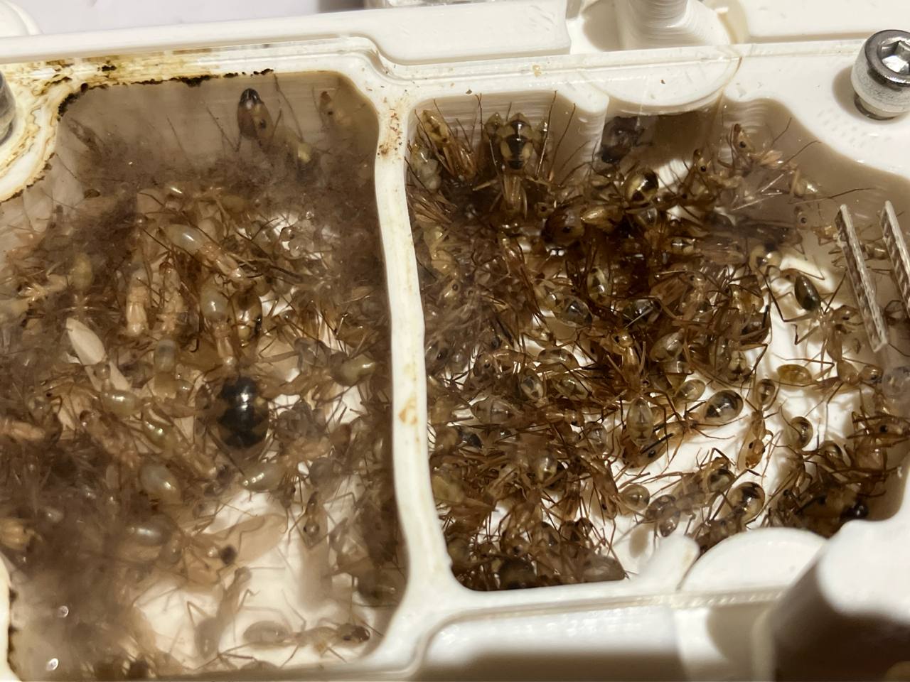 Camponotus coloratus