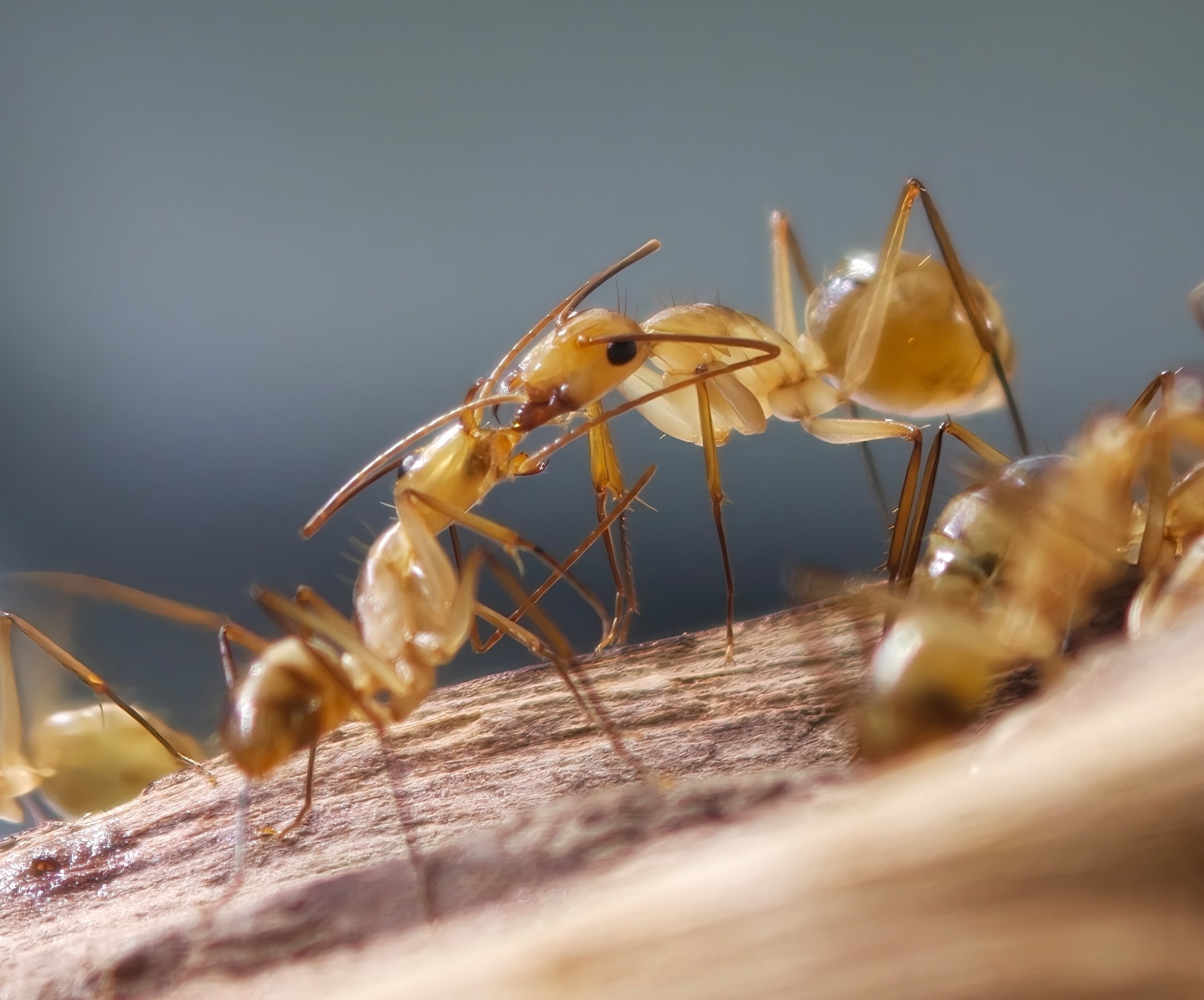 Camponotus coloratus
