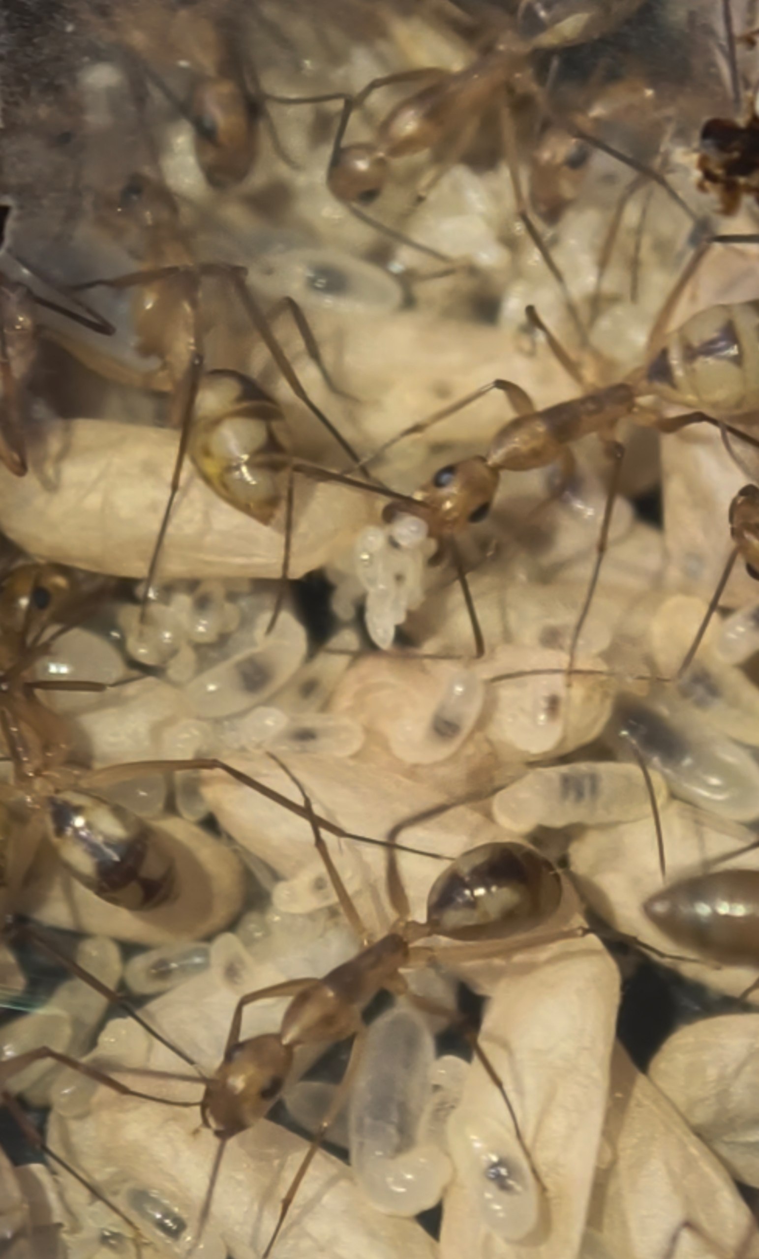 Camponotus coloratus