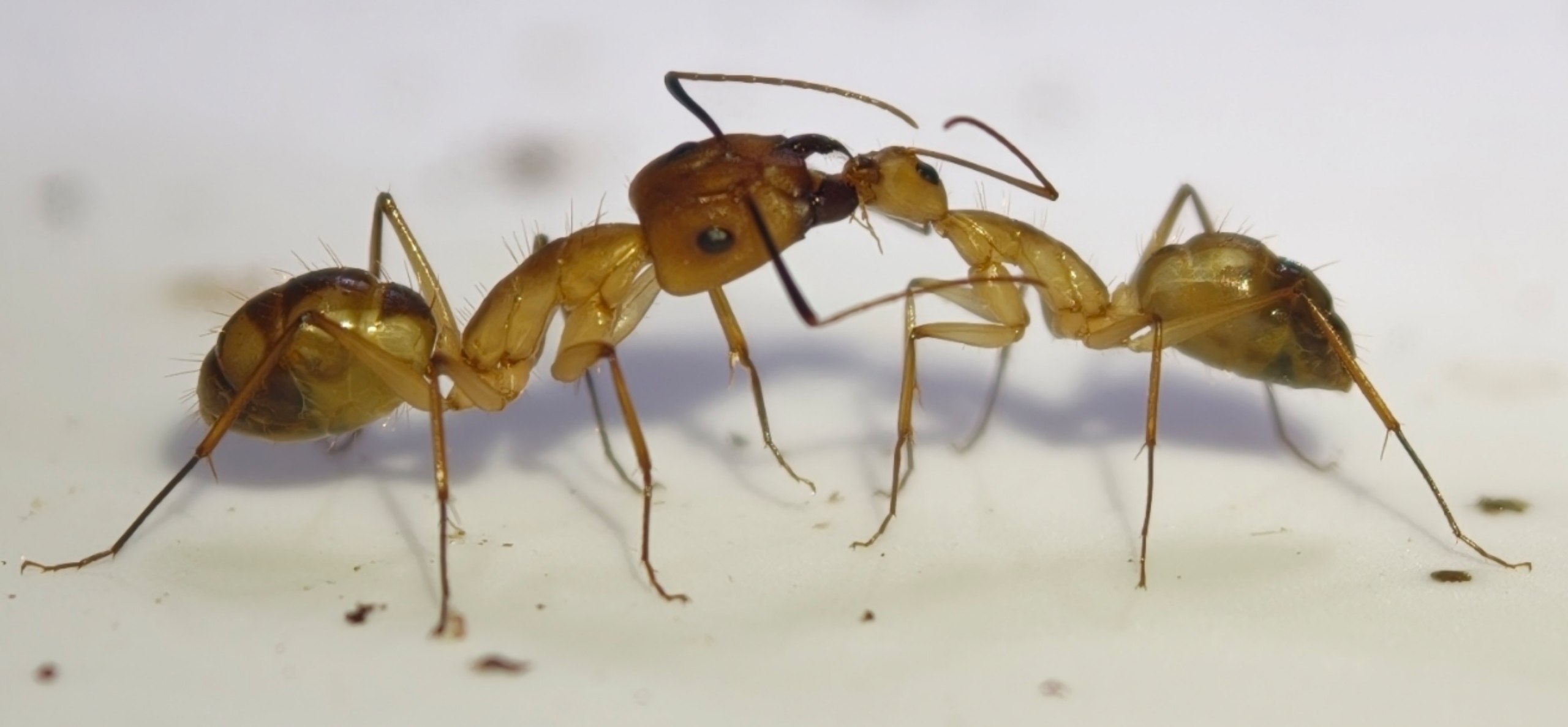 Camponotus coloratus