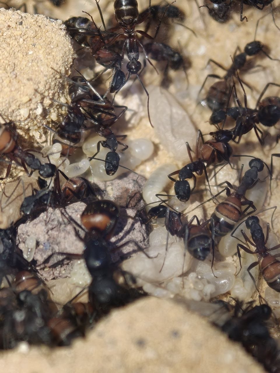 Camponotus cruentatus