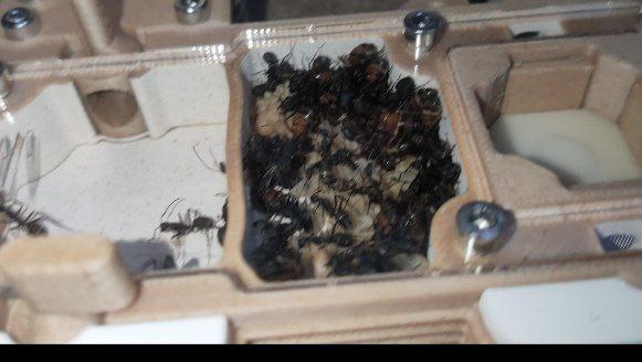 Camponotus cruentatus