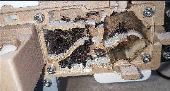 Camponotus cruentatus