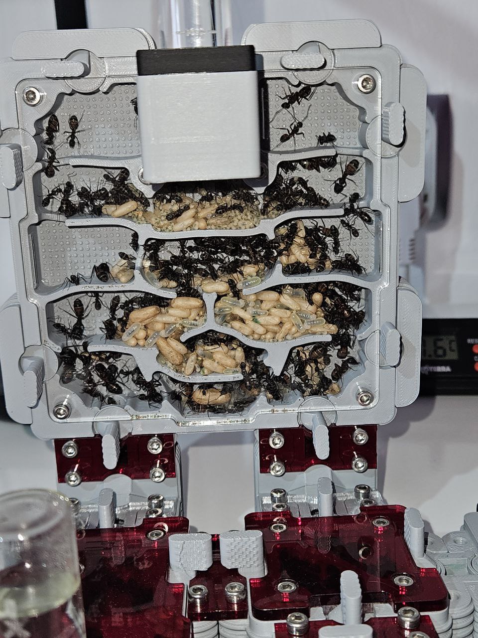 Camponotus cruentatus