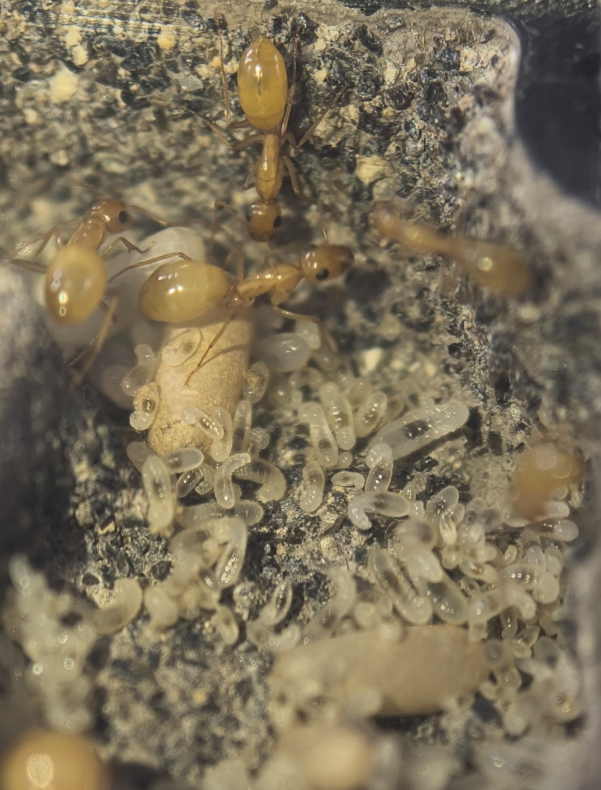 Camponotus fedtschenkoi