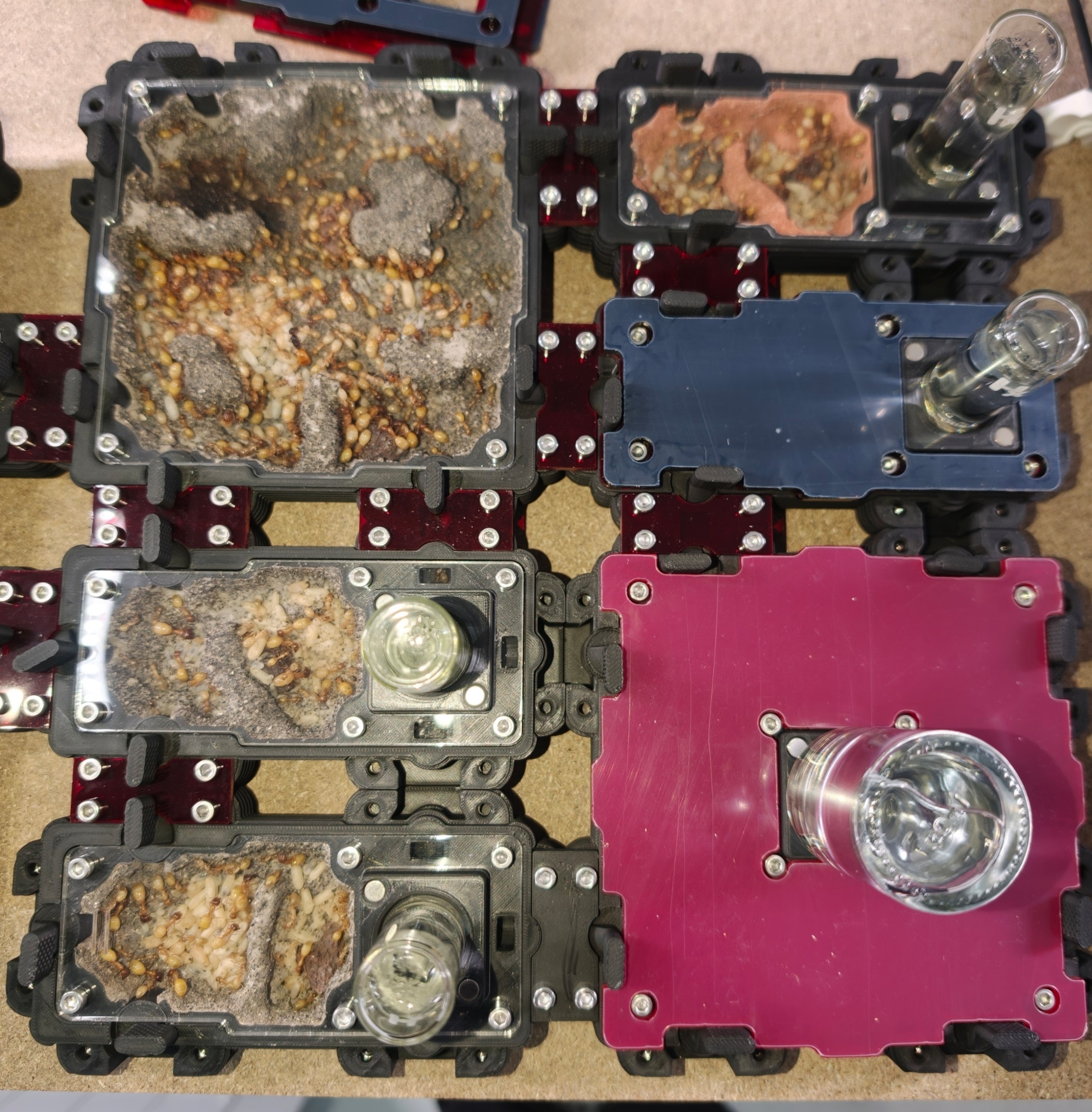 Camponotus fedtschenkoi