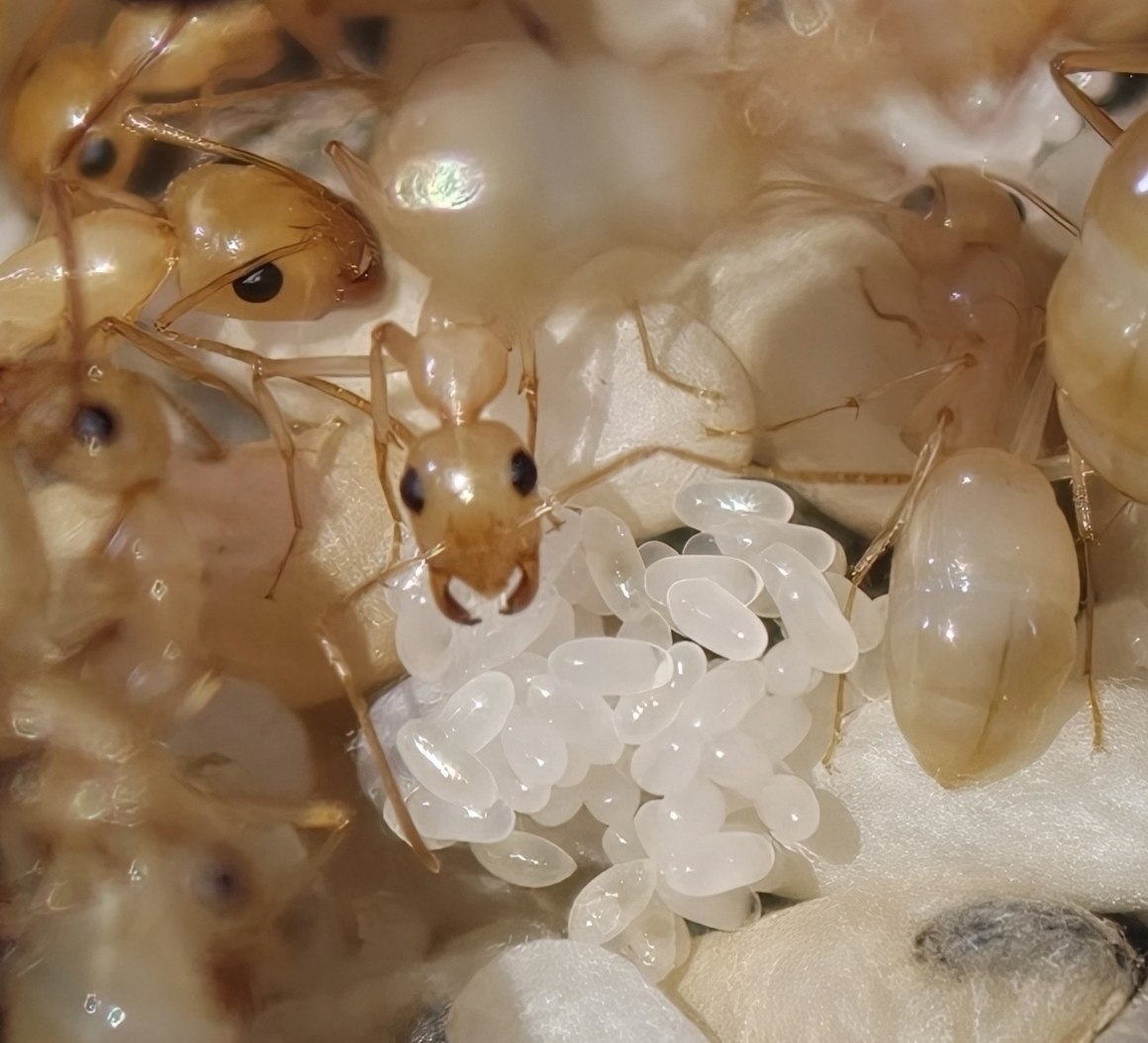 Camponotus fedtschenkoi