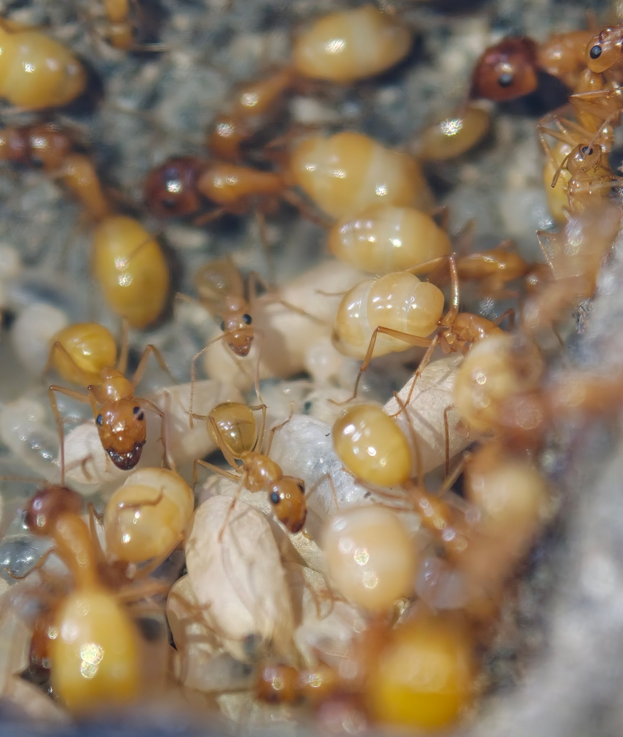 Camponotus fedtschenkoi