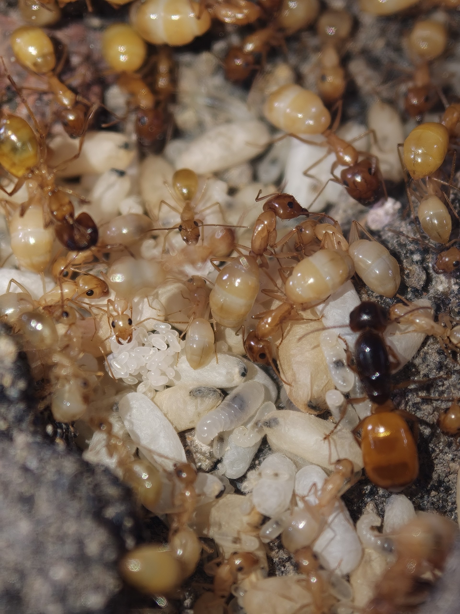 Camponotus fedtschenkoi