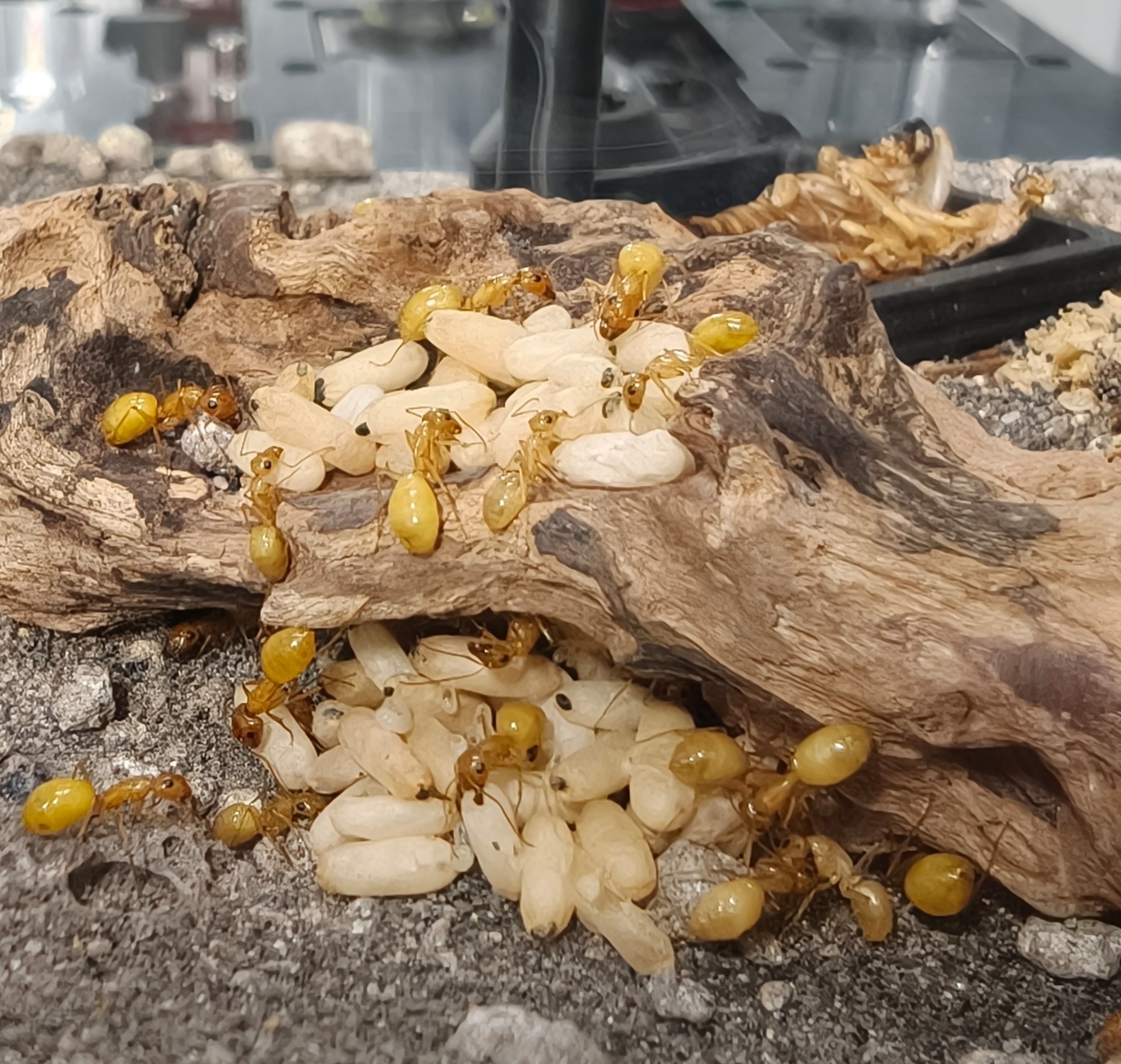 Camponotus fedtschenkoi