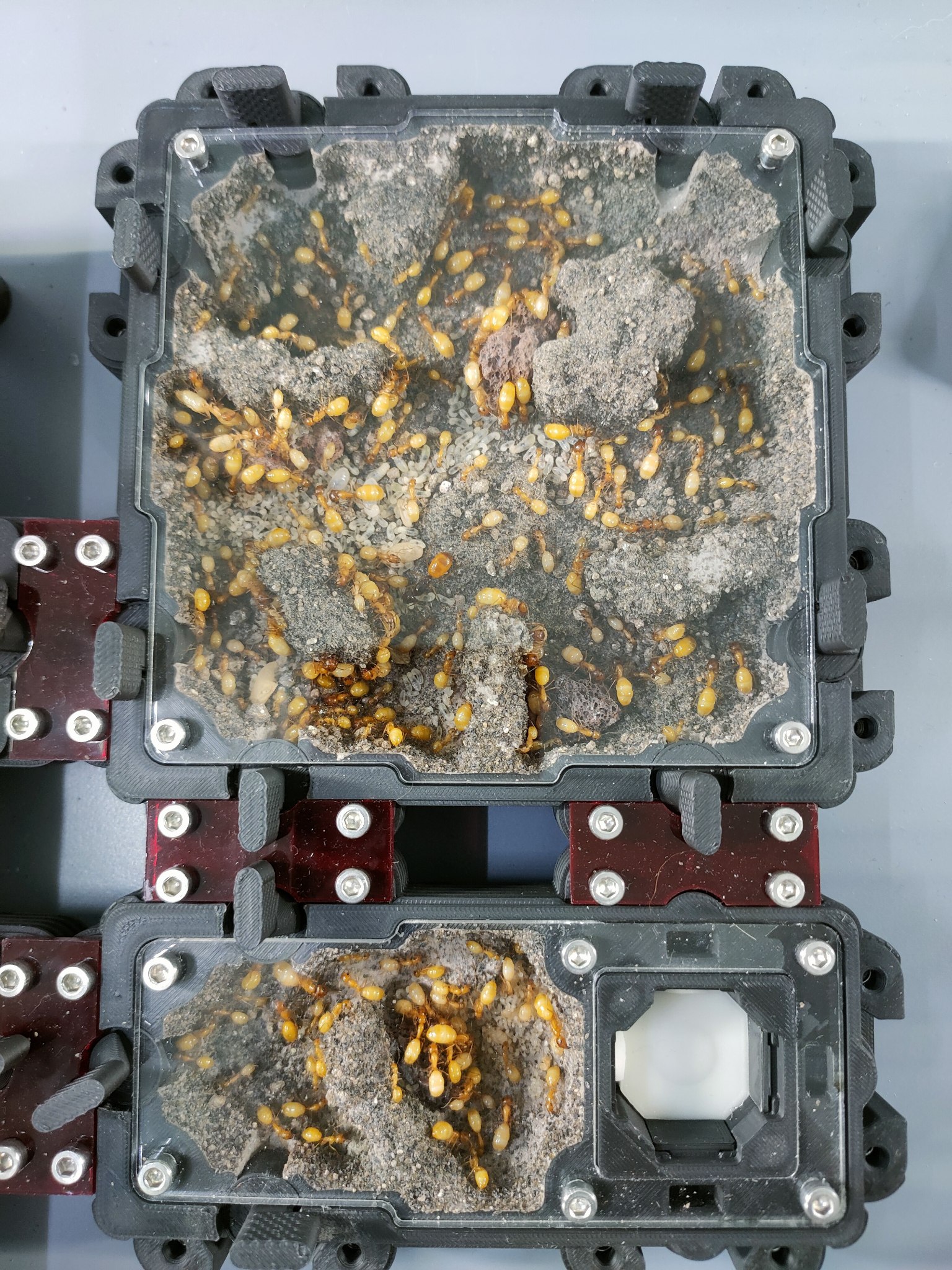 Camponotus fedtschenkoi