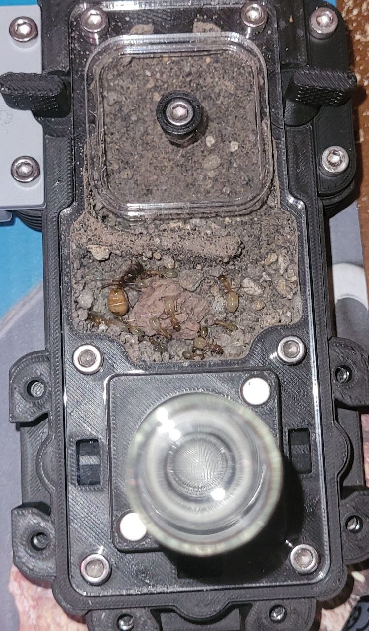 Camponotus fedtschenkoi