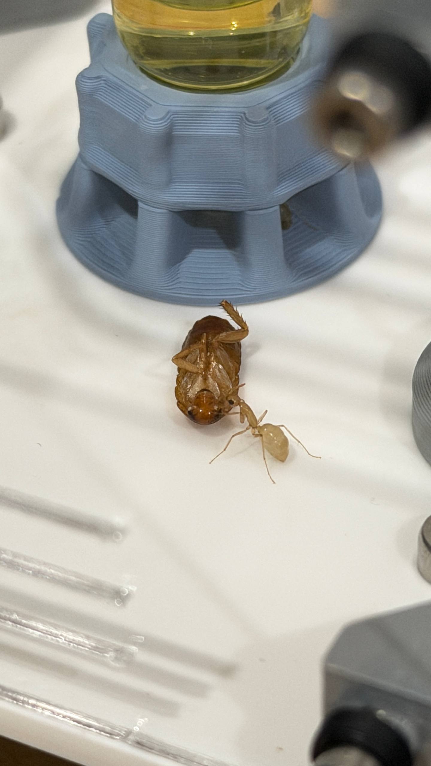 Camponotus fedtschenkoi