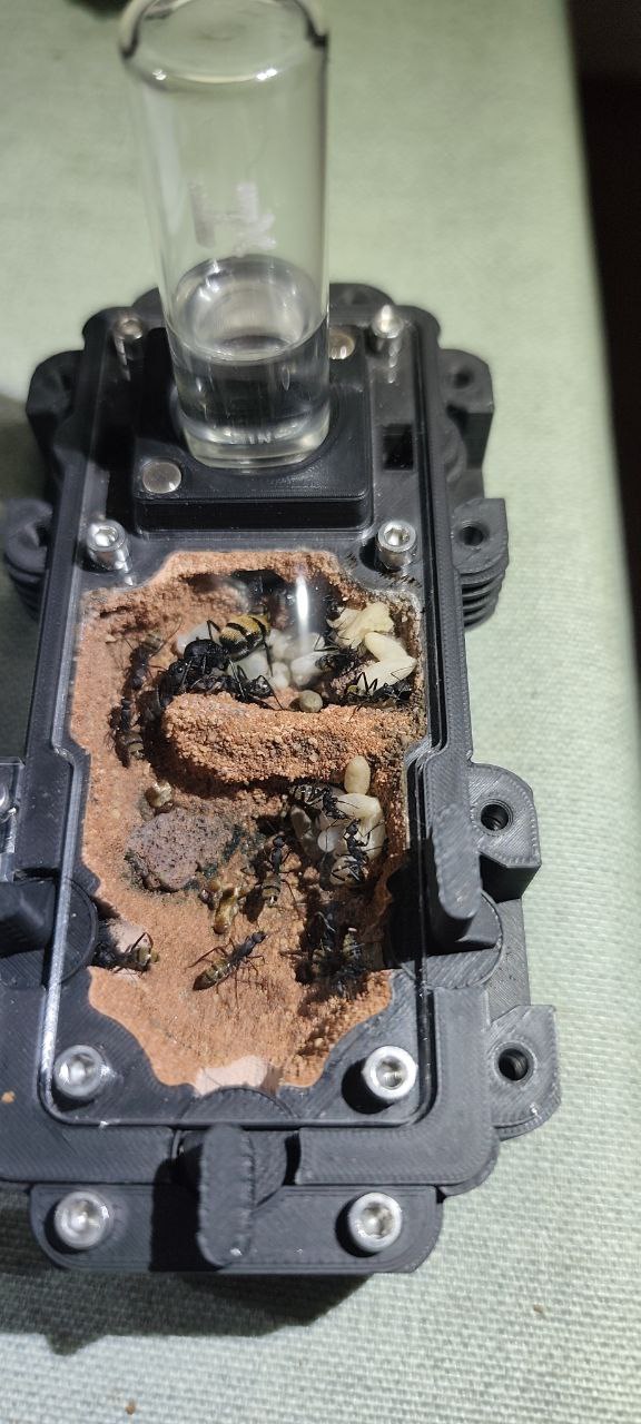 Camponotus fulvopilosus