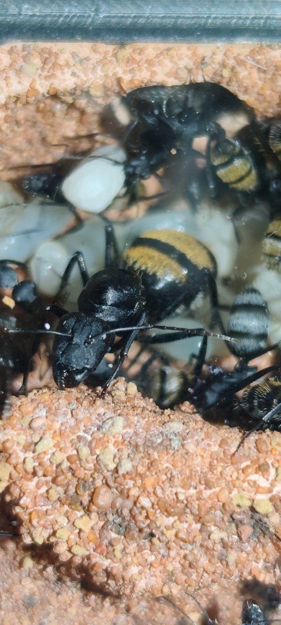 Camponotus fulvopilosus