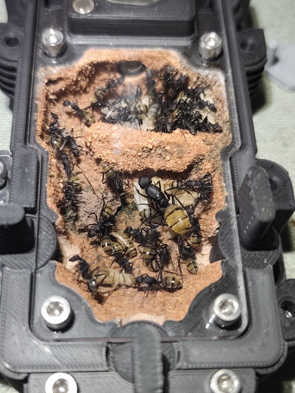 Camponotus fulvopilosus