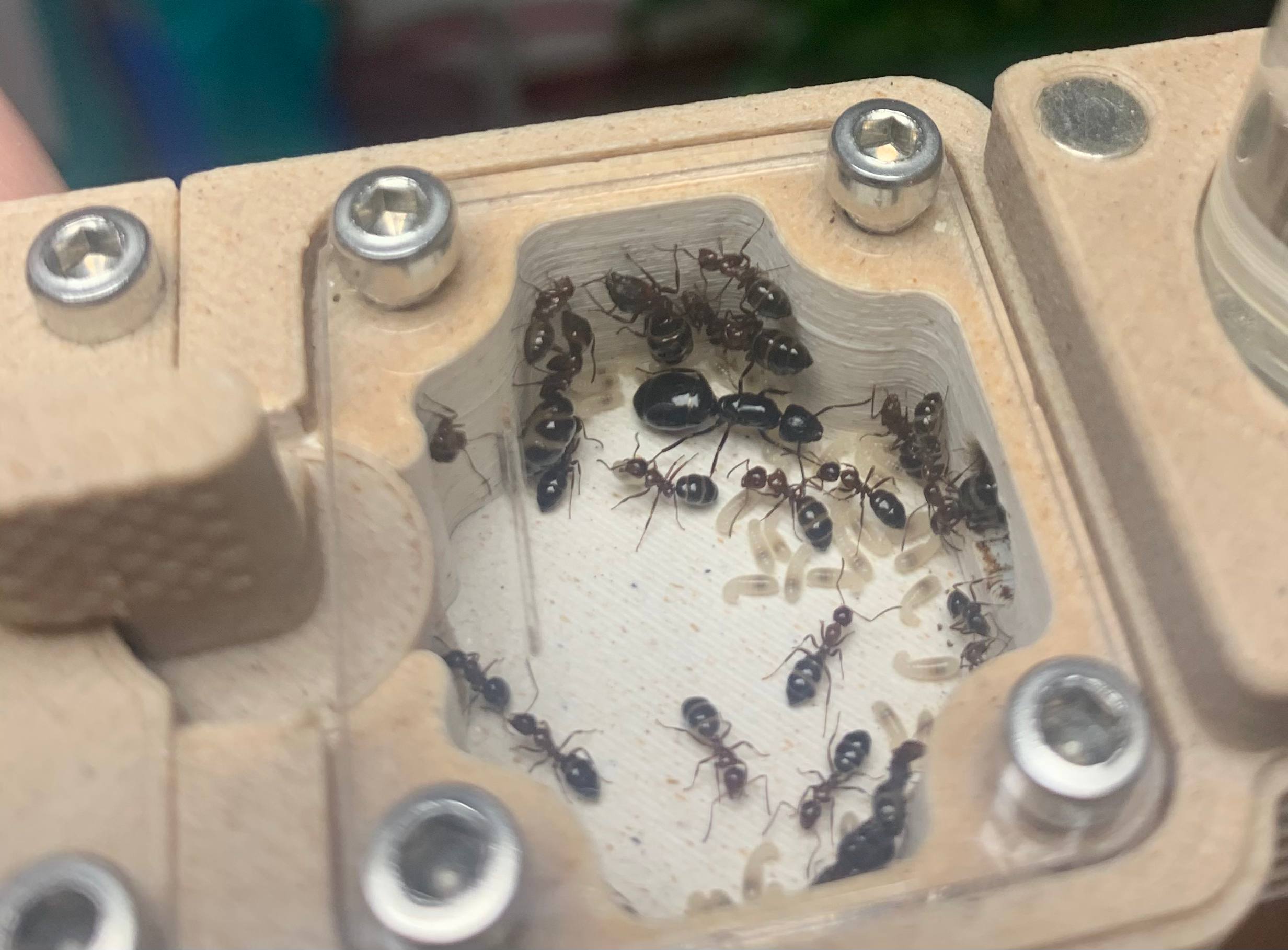 Camponotus lateralis