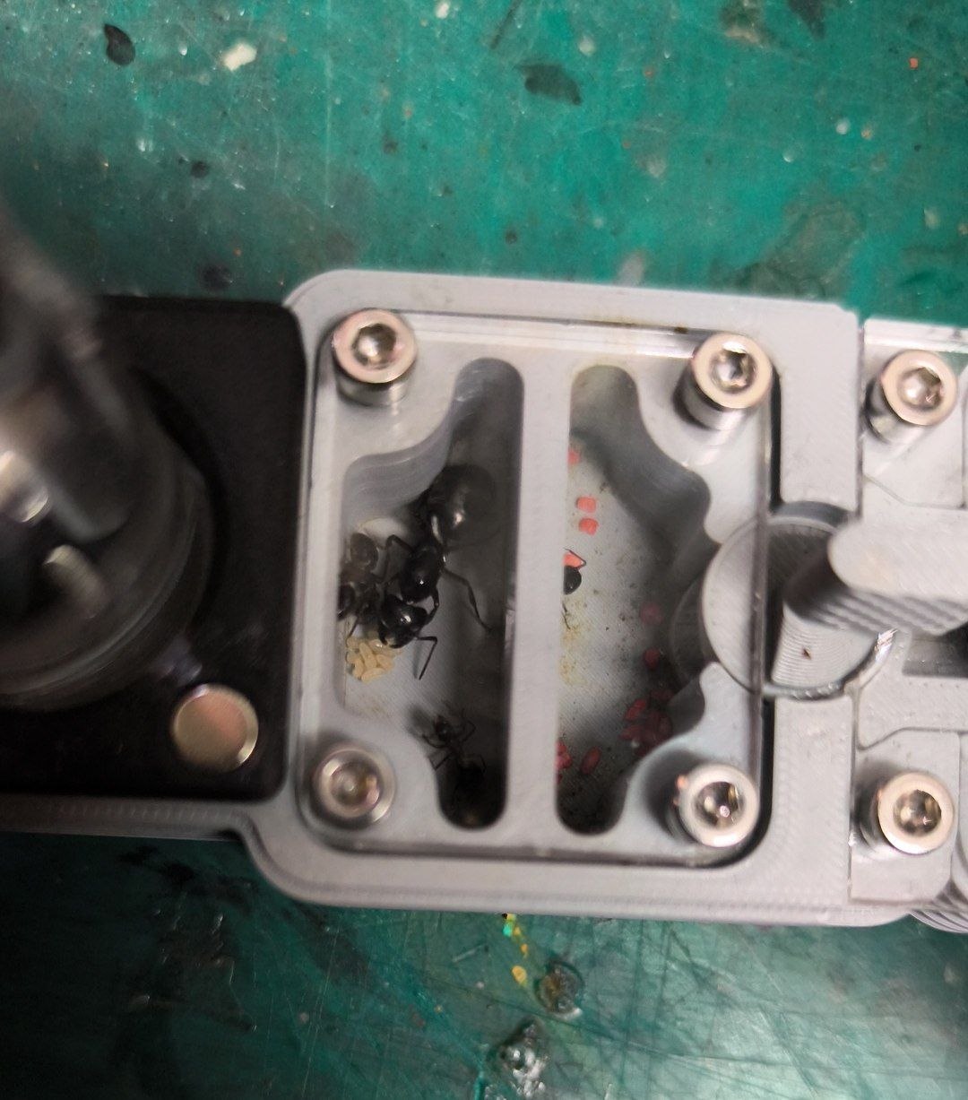 Camponotus ligniperda