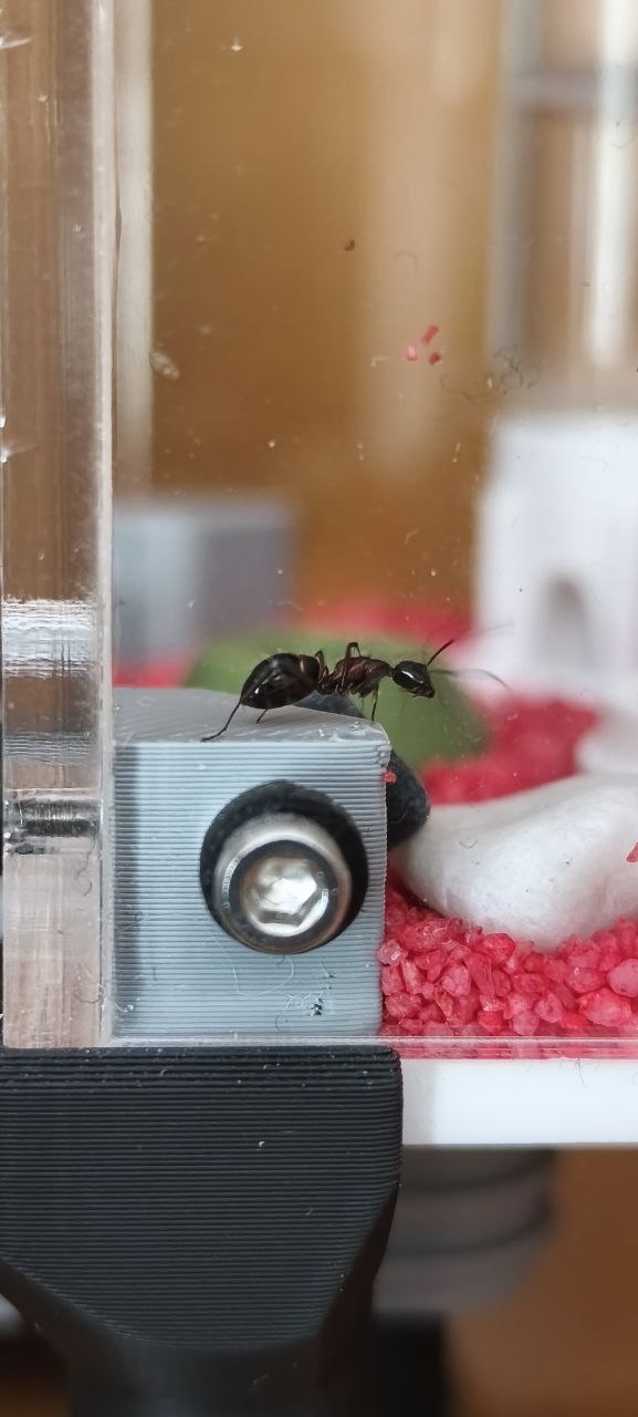 Camponotus ligniperda