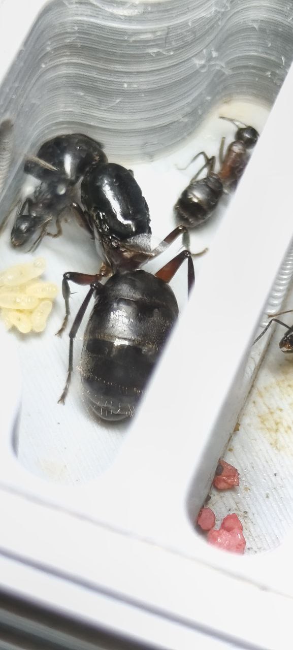 Camponotus ligniperda
