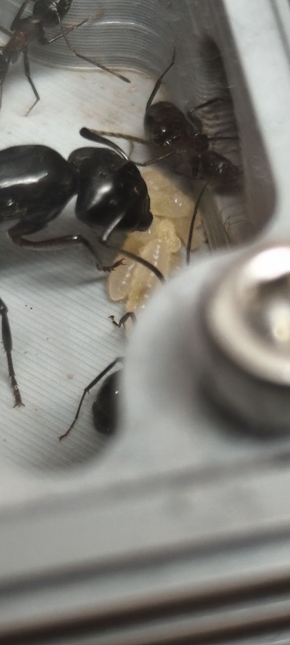 Camponotus ligniperda