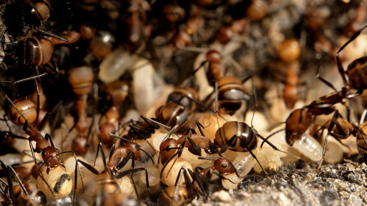 Camponotus nicobarensis