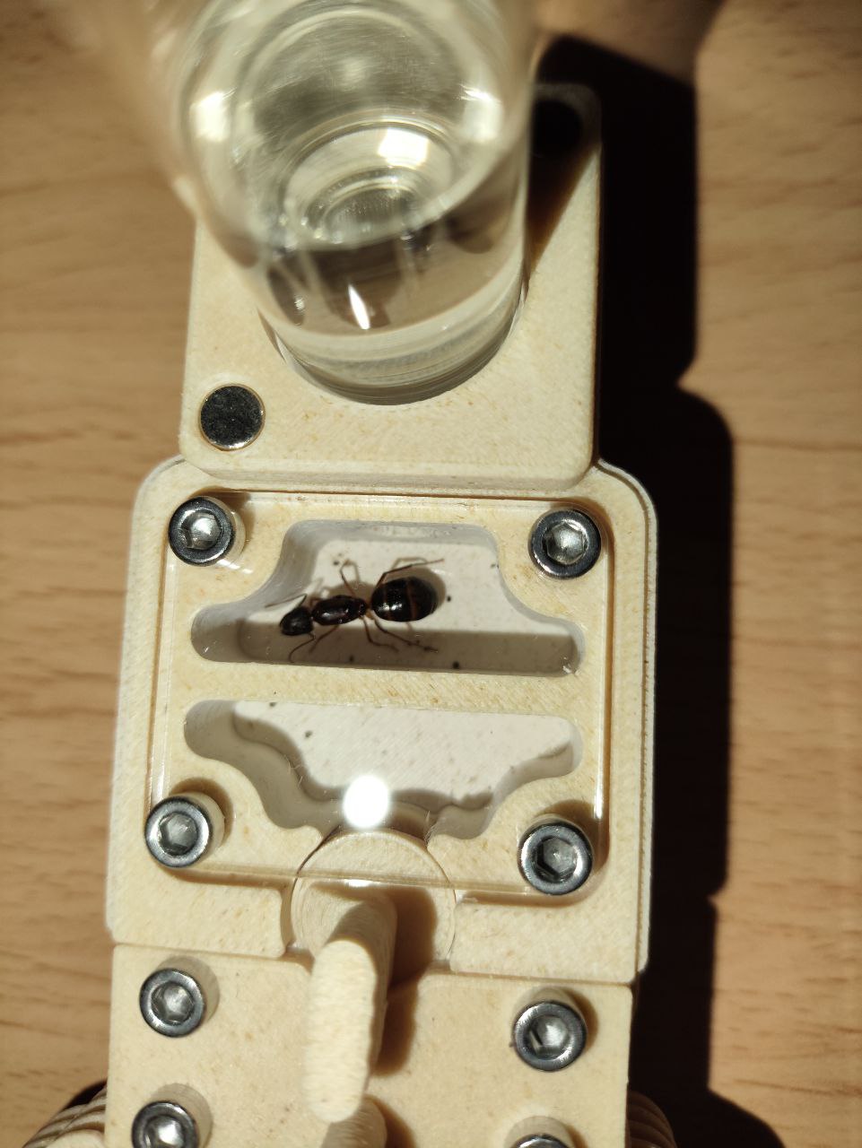 Camponotus pilicornis