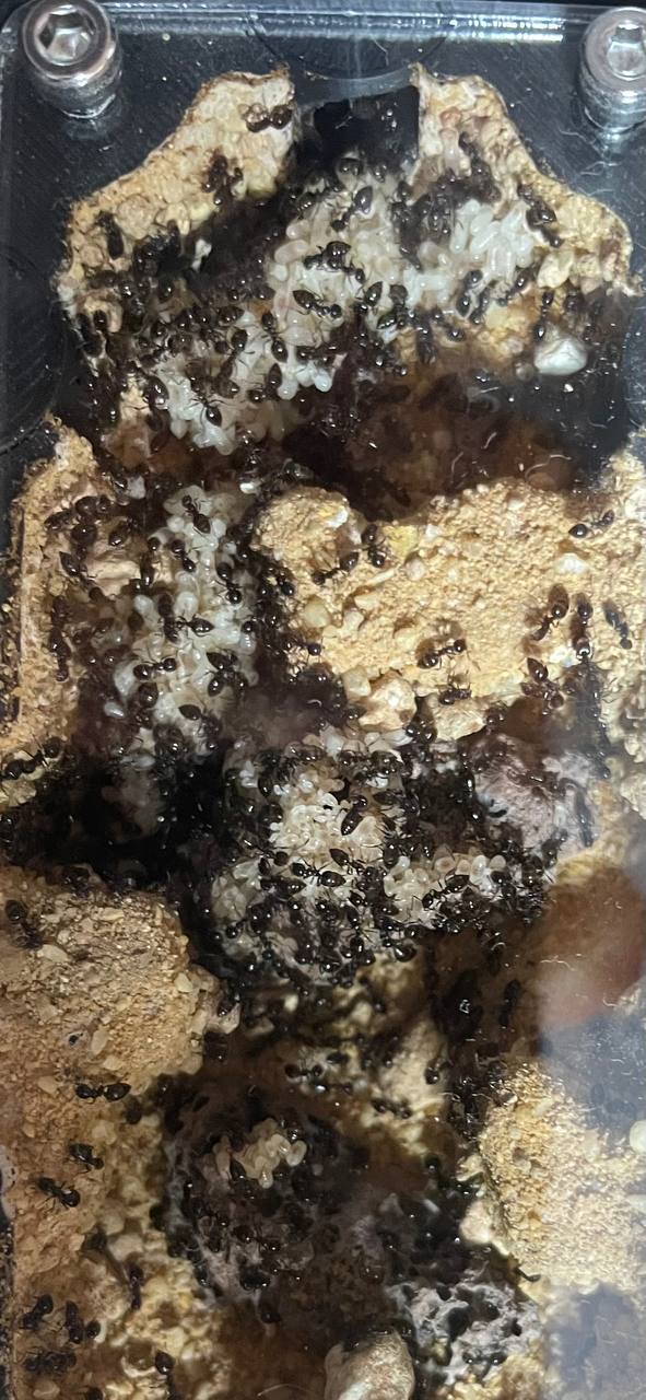 Crematogaster auberti