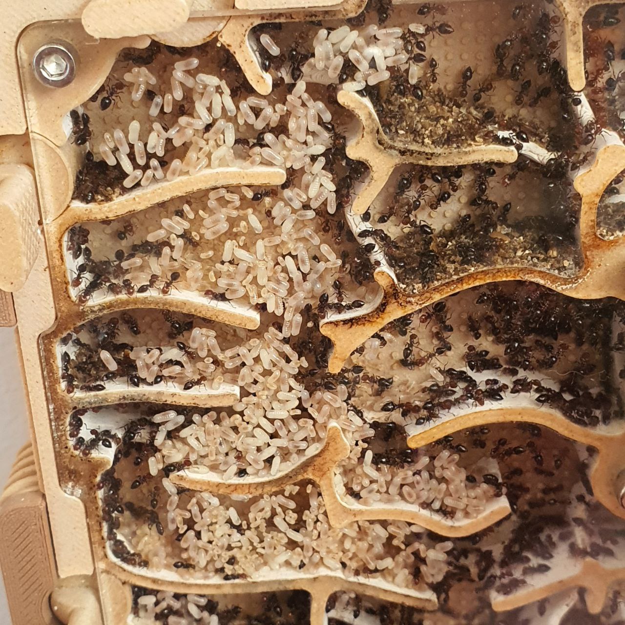 Crematogaster scutellaris