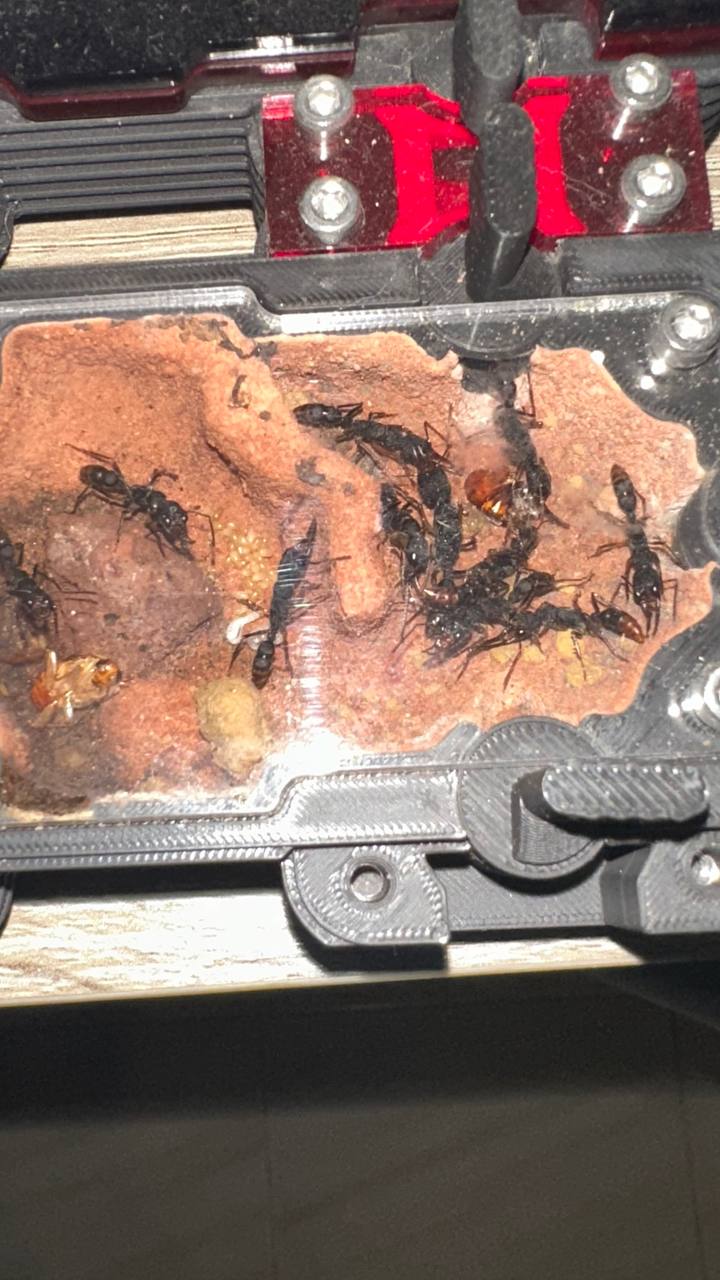 Harpegnathos venator