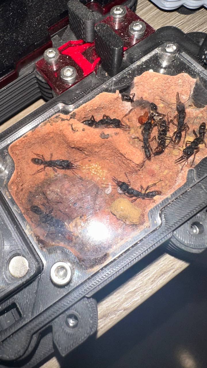 Harpegnathos venator