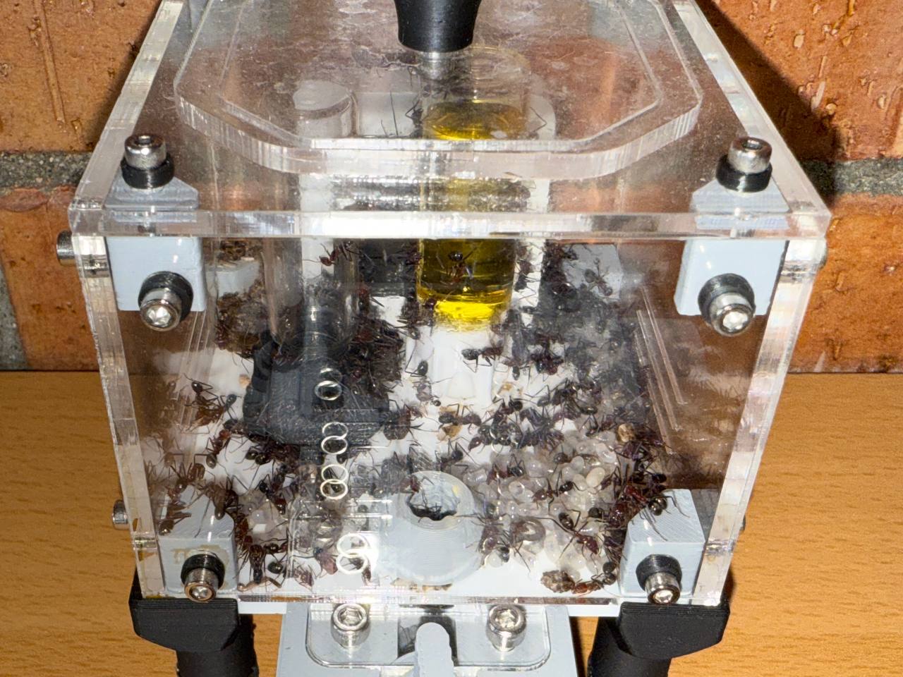 Iridomyrmex purpureus