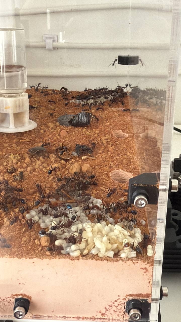 Iridomyrmex purpureus