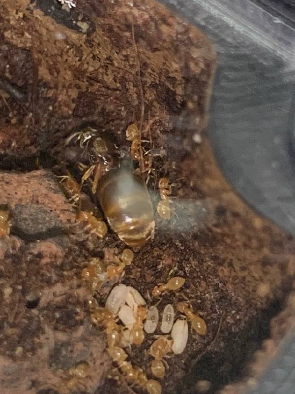 Lasius flavus