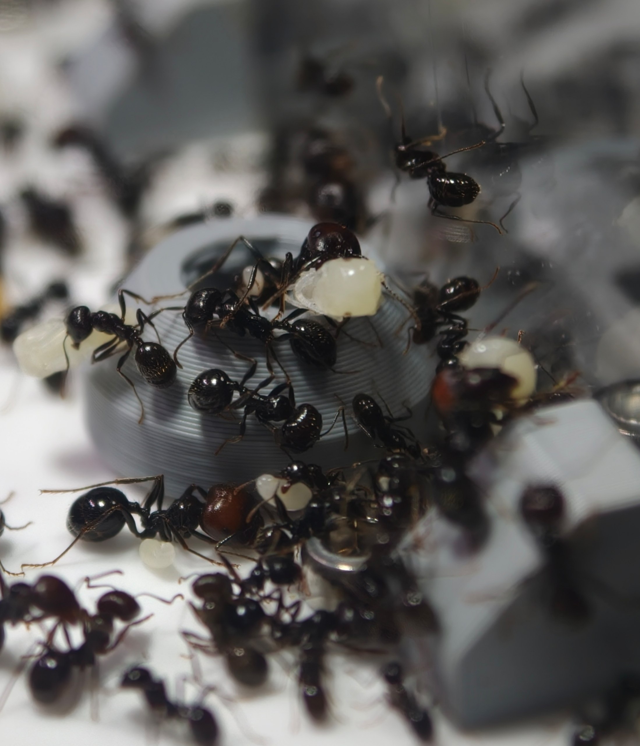 Messor barbarus