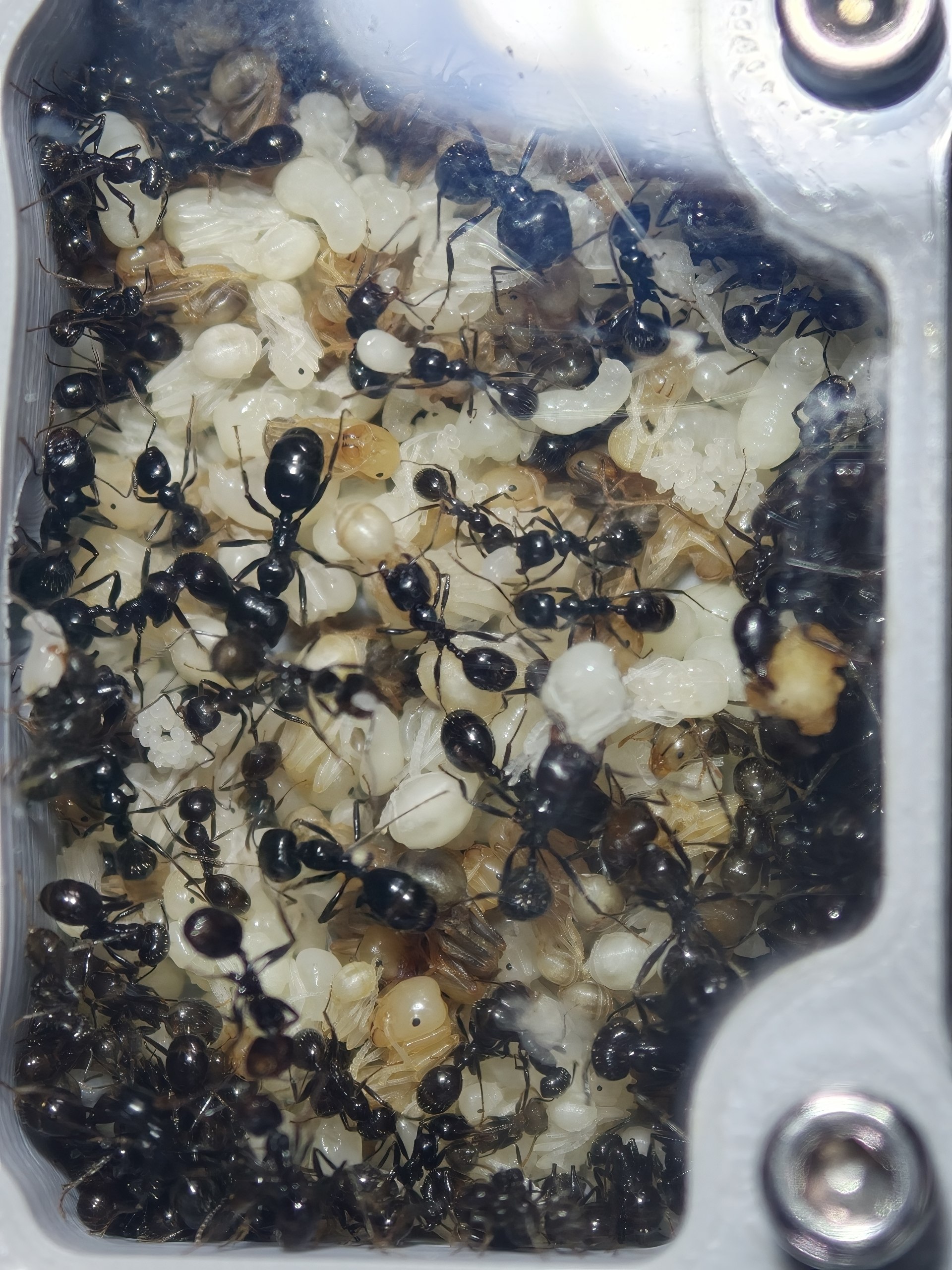 Messor barbarus