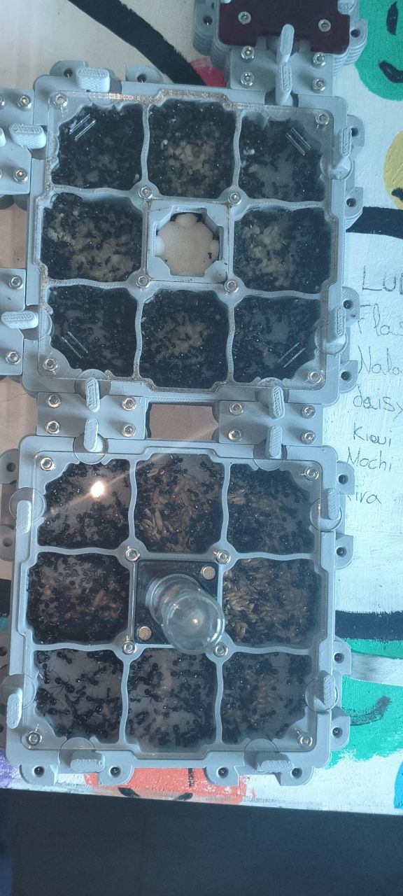 Messor barbarus