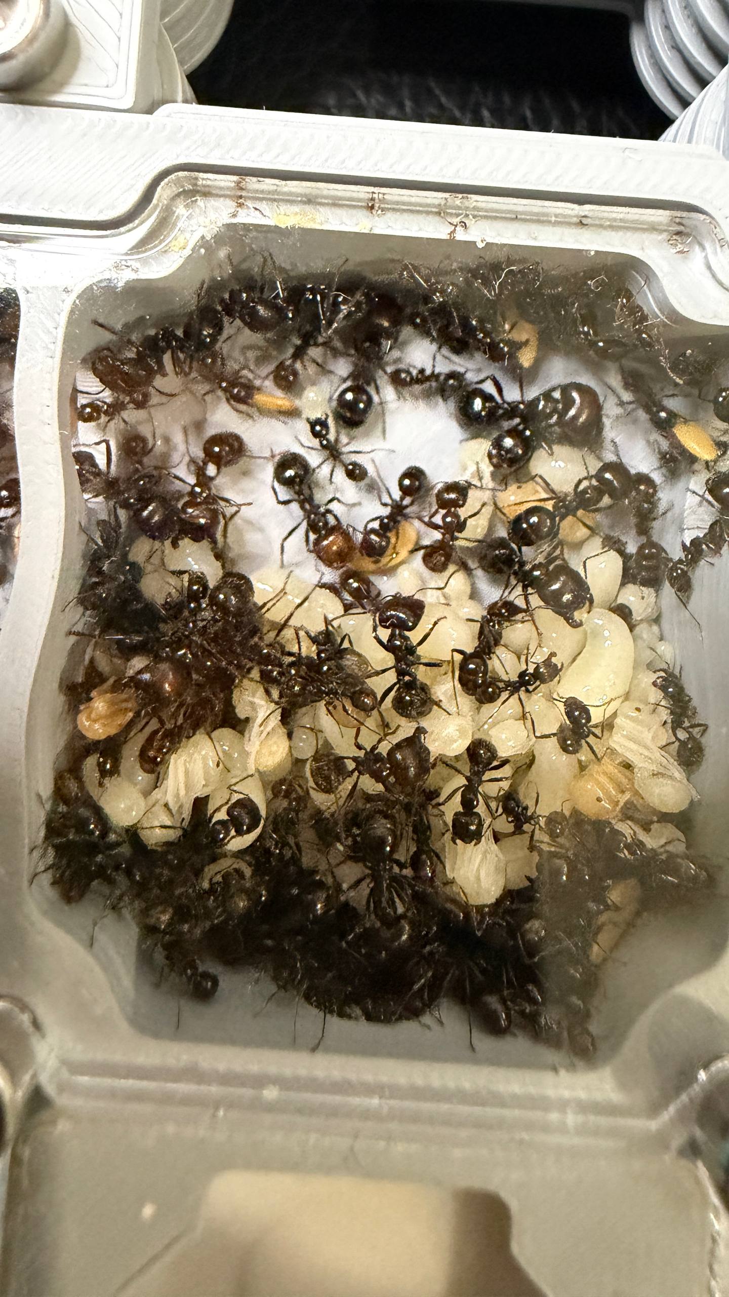 Messor barbarus