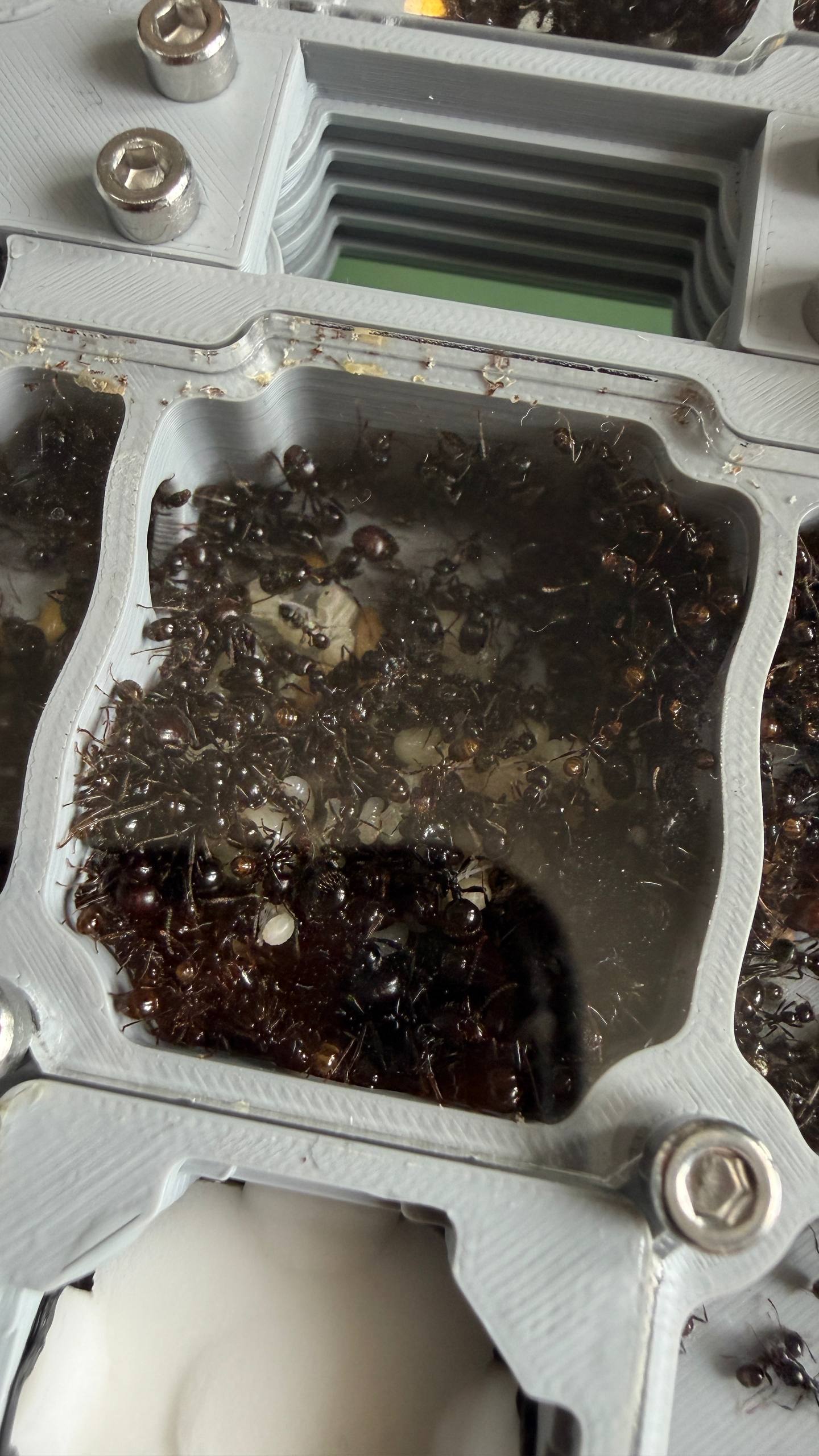 Messor barbarus