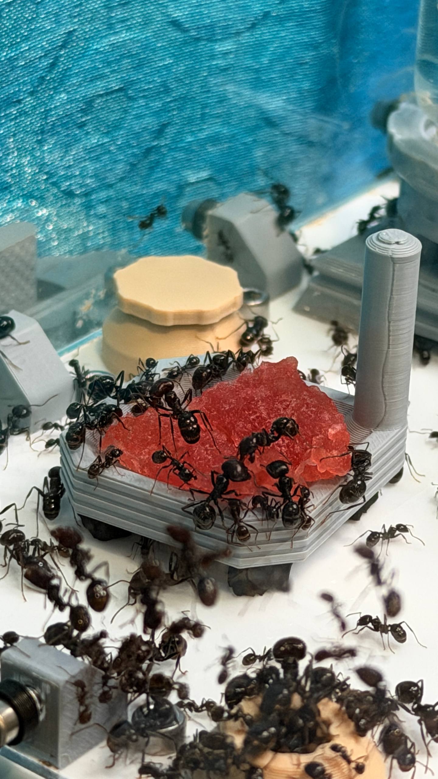 Messor barbarus
