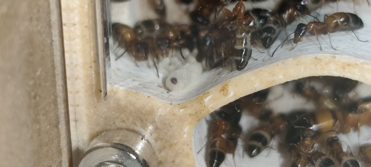 Opisthopsis rufithorax