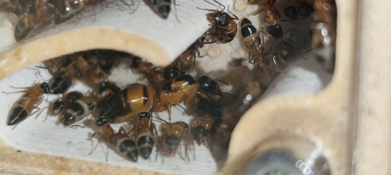 Opisthopsis rufithorax