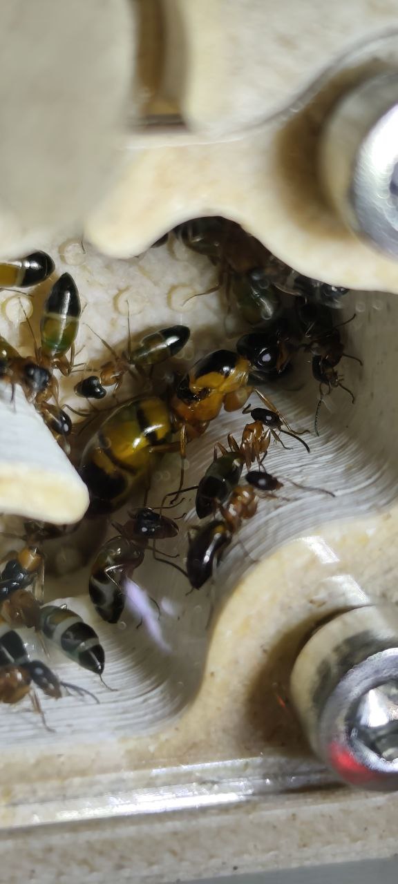 Opisthopsis rufithorax