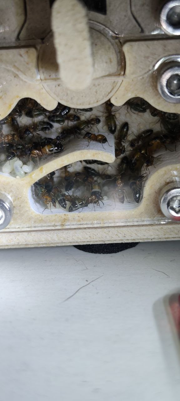 Opisthopsis rufithorax