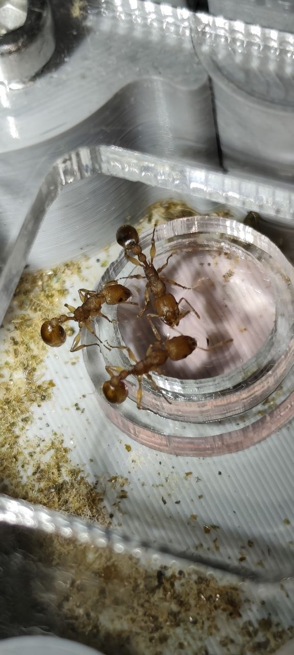 Paratopula ceylonica